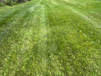 Lawn Care service in Milford, 01757