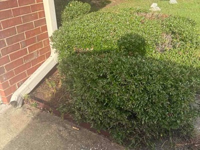Leaf Removal service in Warner Robins, 31088