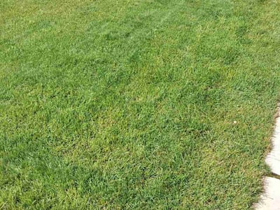 Lawn Care service in Lacey, 98503