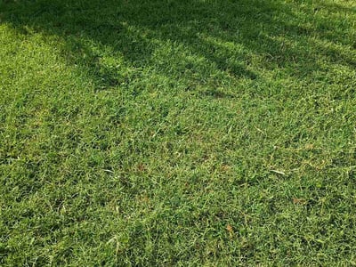 Lawn Care service in Lancaster, 75146