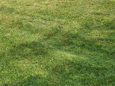Lawn Care service in Ozone Park, 11417