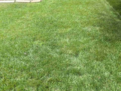 Lawn Care service in Englewood, 07631
