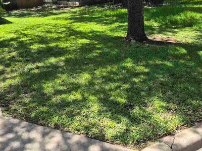 Lawn Care service in Bastrop, 78602