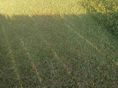 Lawn Care service in Quinlan, 75474