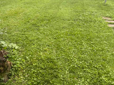 Lawn Care service in Erlanger, 41018