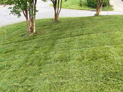 Lawn Care service in Pelzer, 29669