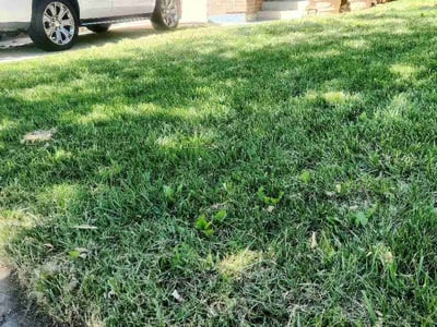 Lawn Care service in Colorado Springs, 80903
