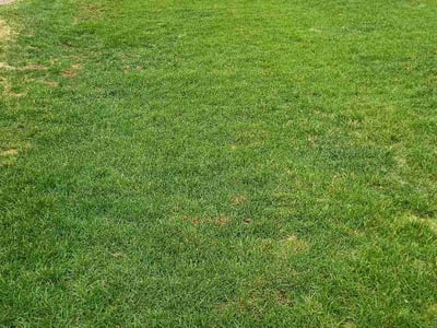 Lawn Care service in Woodland Park, 80863
