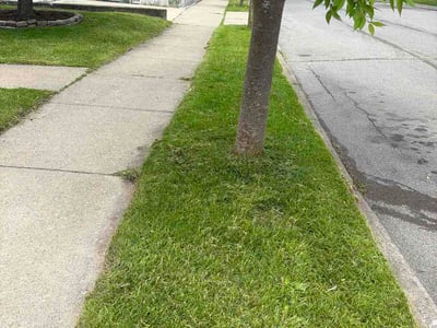 Lawn Care service in Binghamton, 13905