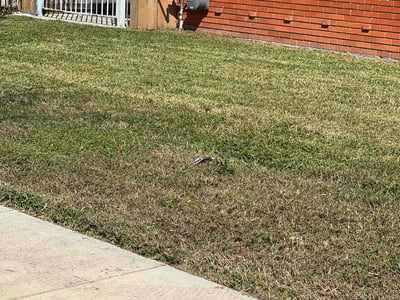 Lawn Care service in Slidell, 70458
