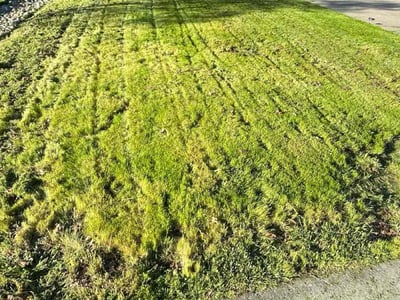 Lawn Care service in Davis, 95616
