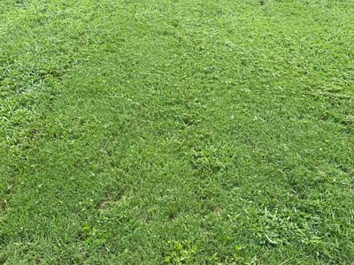 Lawn Care service in Kenly, 27542