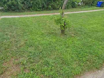 Lawn Care service in College Park, 20742