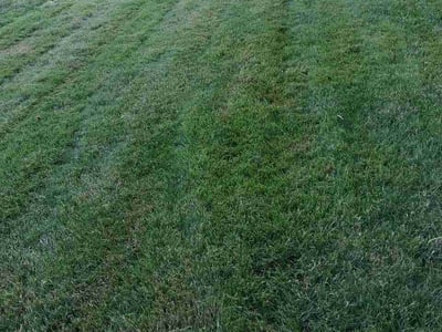 Lawn Care service in Buckley, 98321