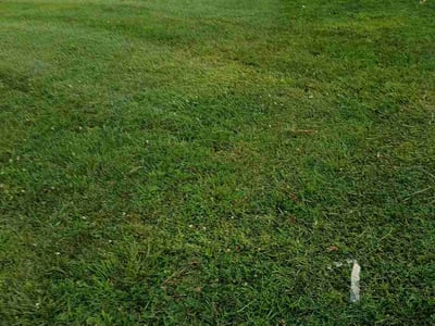 Lawn Care service in Bensalem, 19020
