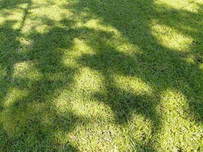 Lawn Care service in Covina, 91723