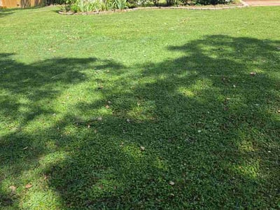 Lawn Care service in Lawton, 73501