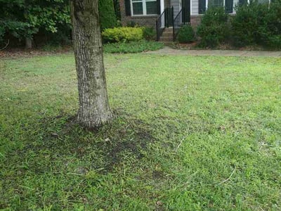 Lawn Care service in Chester, 23831