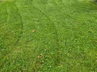 Lawn Care service in Fairport, 14450