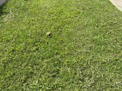 Lawn Care service in Springfield, 22150