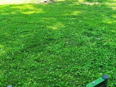Lawn Care service in Cave Creek, 85331