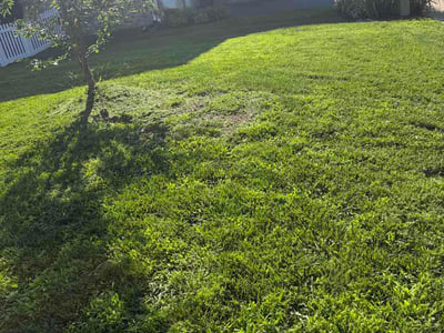 Lawn Care service in Bristow, 20136