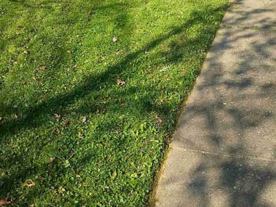 Lawn Care service in Beckley, 25813