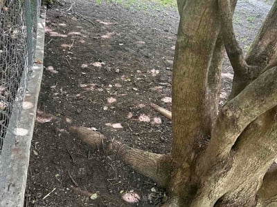 Lawn Care service in New Braunfels, 78130