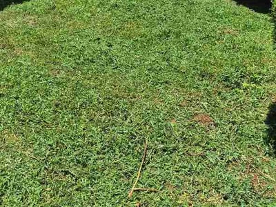 Lawn Care service in Hartselle, 35640