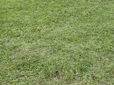 Lawn Care service in Jonesboro, 30236