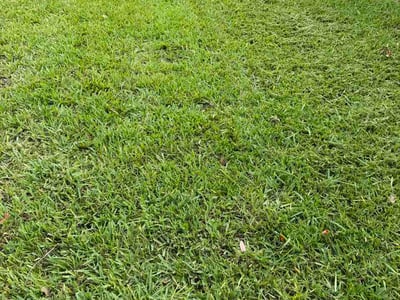 Lawn Care service in Hudson, 34667