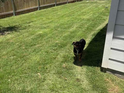 Lawn Care service in White Settlement, 76108