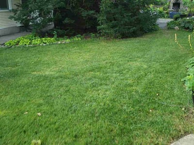 Lawn Care service in Bloomington, 55431