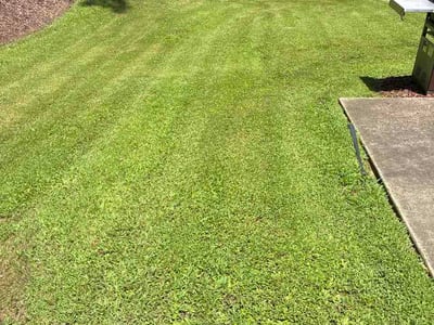 Lawn Care service in Wallingford, 06492
