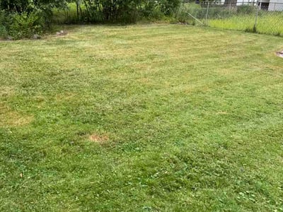 Lawn Care service in Ferndale, 48220