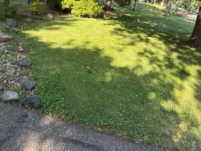 Lawn Care service in Roseville, 55113