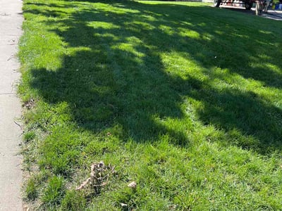 Lawn Care service in Roseville, 55113