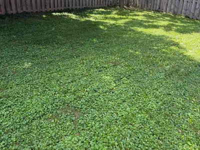 Lawn Care service in Burlington, 41005