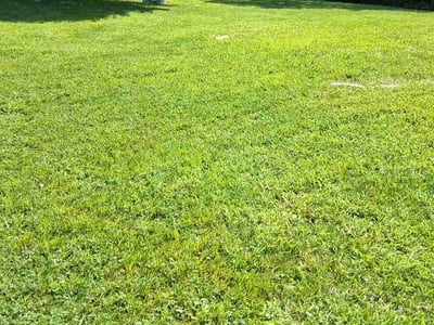 Lawn Care service in Independence, 41051