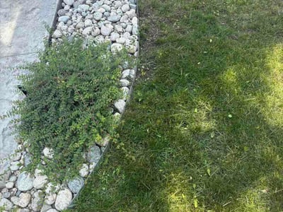 Lawn Care service in Evergreen, 80439