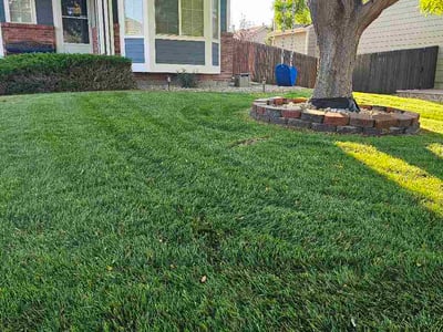 Lawn Care service in Thornton, 80229