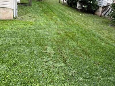Lawn Care service in Joppa, 21085
