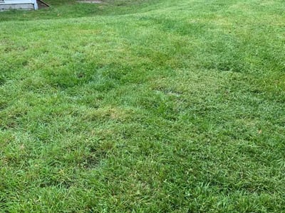 Lawn Care service in Lynnwood, 98036