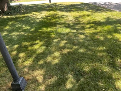 Lawn Care service in Sussex, 53089