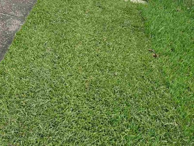 Lawn Care service in Chalmette, 70043