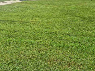 Lawn Care service in Zebulon, 27597