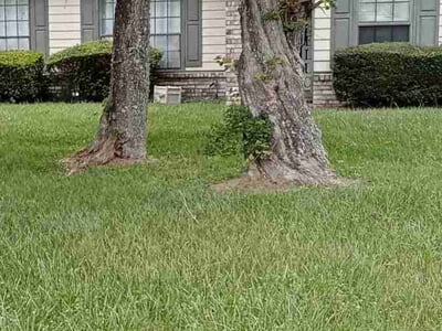 Lawn Care service in Salinas, 93901