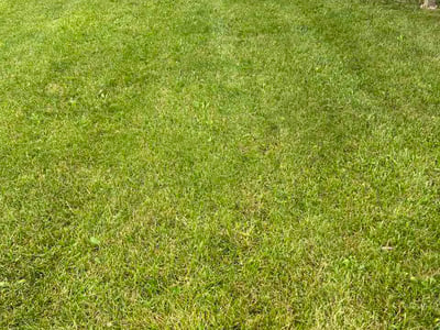 Lawn Care service in Indianapolis, 46204