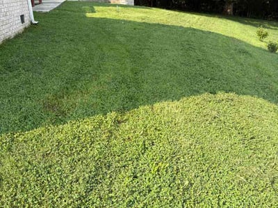 Lawn Care service in Nolensville, 37135