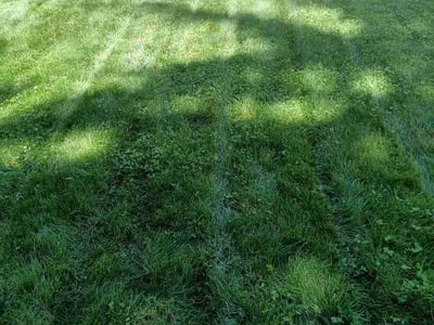Lawn Care service in Shoreline, 98133